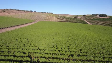 Beautiful-aerial-of-hilly-vineyards-in-the-grape-growing-region-of-Californias-santa-rita-appellation-11