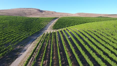 Hermosa-Antena-De-Viñedos-Montañosos-En-La-Región-Vitivinícola-De-La-Denominación-13-De-Californias-Santa-Rita