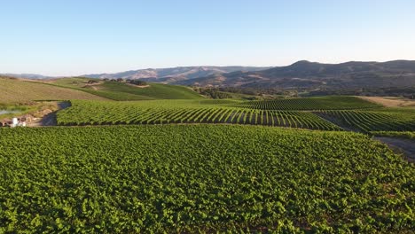 Beautiful-aerial-of-hilly-vineyards-in-the-grape-growing-region-of-Californias-santa-rita-appellation-16