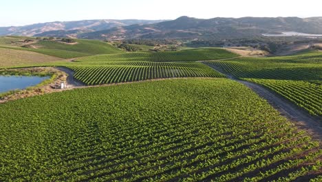 Beautiful-aerial-of-hilly-vineyards-in-the-grape-growing-region-of-Californias-santa-rita-appellation-21