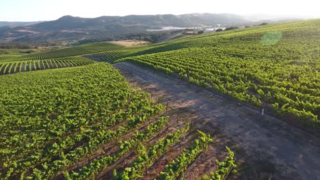 Beautiful-aerial-of-hilly-vineyards-in-the-grape-growing-region-of-Californias-santa-rita-appellation-22