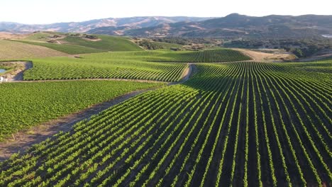 Beautiful-aerial-of-hilly-vineyards-in-the-grape-growing-region-of-Californias-santa-rita-appellation-23