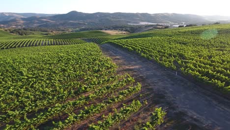 Schöne-Luftaufnahme-Von-Hügeligen-Weinbergen-In-Der-Weinbauregion-Kalifornien-Santa-Rita-Appellation-25