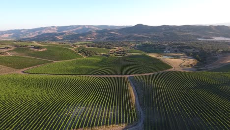 Beautiful-aerial-of-hilly-vineyards-in-the-grape-growing-region-of-Californias-santa-rita-appellation-27