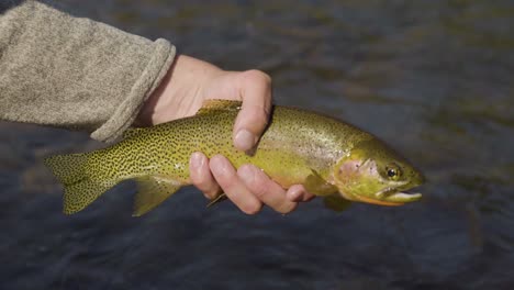 A-cutthroat-trout-about-to-be-released-in-the-gentle-hand-of-fly-fisherman