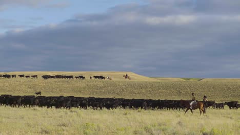 Cowboys-Zu-Pferd-Während-Einer-Morgendlichen-Razzia-Einer-Rinderherde-In-Montana-3