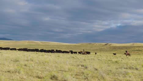 Cowboys-Zu-Pferd-Während-Einer-Morgendlichen-Razzia-Einer-Rinderherde-In-Montana-4