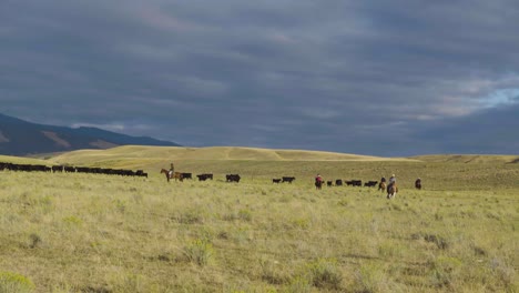 Eine-Schöne-Frühmorgendliche-Aufnahme-Von-Rindern-Auf-Einer-Weit-Offenen-Montana-weide-4