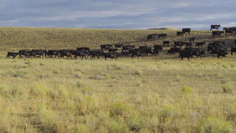 Cowboys-Zu-Pferd-Während-Einer-Morgendlichen-Razzia-Einer-Rinderherde-In-Montana-6