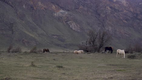 Los-Caballos-Pastan-Bajo-Un-Cielo-Nublado-En-Una-Pradera-En-Las-Afueras-Del-Parque-Nacional-Fitz-Roy-Argentina
