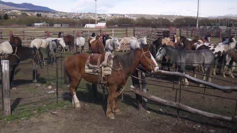 Horses-a-vital-part-of-Argentinas-gaucho-culture-gathered-in-a-makeshift-coral-in-El-Calafate-Argentina