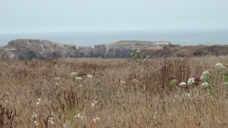 Wildes-Gras,-Das-Im-Wind-Weht,-Der-Vom-Pazifischen-Ozean-Kommt-Und-über-Die-Mendicino-Headlands-Kalifornien-Fegt