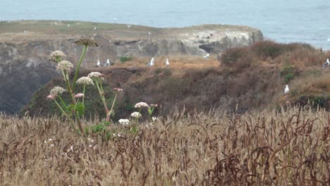 Wildes-Gras,-Das-Im-Wind-Weht,-Der-Vom-Pazifischen-Ozean-Kommt-Und-über-Die-Mendicino-Headlands-Kalifornien-Fegt-2