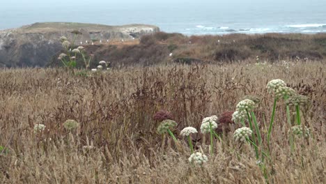 Wild-grass-blowing-in-the-wind-that-comes-off-the-Pacific-Ocean-and-sweeps-over-the-Mendicino-Headlands-California-3