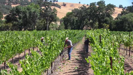 Vineyard-workers-dropping-leaves-and-fruit-on-a-bright-sunny-day-in-a-Sonoma-County-vineyard-California