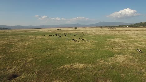 Vista-Aérea-over-cows-moving-across-green-fields