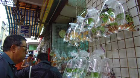 Exotic-fish-are-offered-for-sale-in-plastic-bags-on-a-wall-in-a-market-shop-in-Hong-Kong-China