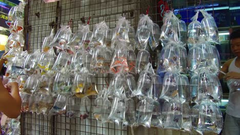 Exotic-fish-are-offered-for-sale-in-plastic-bags-on-a-wall-in-a-market-shop-in-Hong-Kong-China-1