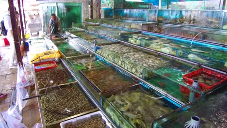 Exotische-Fische-Werden-In-Einem-Zoogeschäft-In-Hongkong-China-In-Tanks-Zum-Verkauf-Angeboten