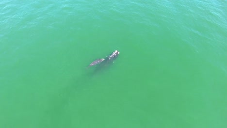 Aerial-Over-A-North-Atlantic-Right-Whale-Mother-And-Calf-Swimming-With-Bottlenose-Dolphins-3