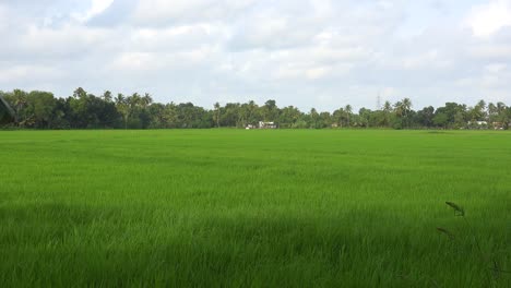 Riesiges-Reisfeld-In-Südindien