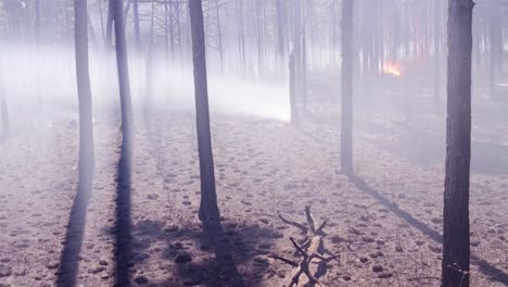 Amazing-six-week-time-long-lapse-shot-of-a-forest-fire-controlled-burn-moving-through-a-forest-1