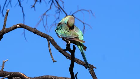 El-Pájaro-Loro-Ringneck-Australiano-Se-Sienta-Y-Se-Acicala-En-Un-árbol