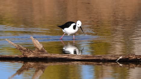 A-black-necked-stilt-feeds-in-a-pond-in-Australia