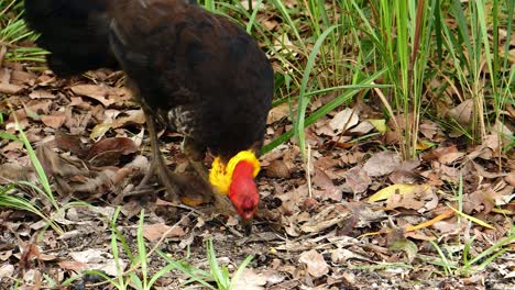 A-colorful-brush-turkey-feeds-on-the-ground-in-Australia