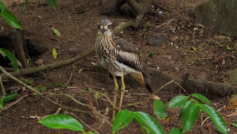 A-bush-stone-curlew-bird-stands-on-the-ground-in-Australia