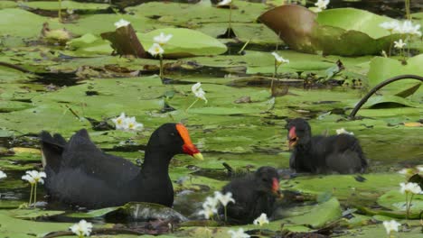 Two-dusky-moorhens-swim-and-feed-in-a-swamp-in-Australia-1