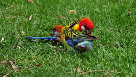 Two-eastern-rosella-parrots-forage-in-the-grass-in-Australia