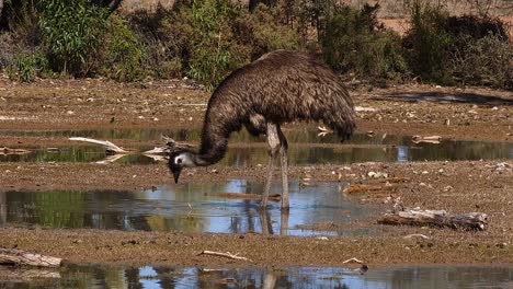 Ein-Australischer-Emu-Spaziert-Und-Trinkt-In-Einem-Teich