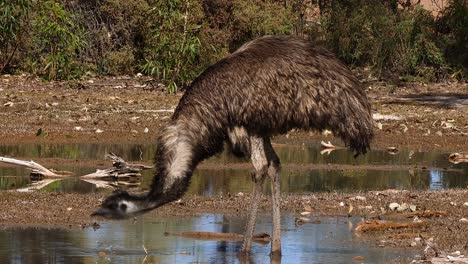 An-Australian-emu-walks-and-drinks-in-a-pond-1