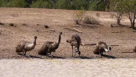 Four-Australian-emus-drink-along-the-shore-of-a-pond