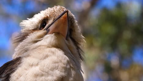 Extreme-Nahaufnahme-Eines-Lachenden-Kookaburra-In-Einem-Baum-In-Australien?