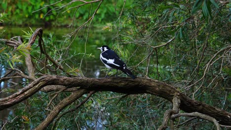 A-Magpie-Lark-is-perched-on-a-branch-near-a-pond-in-Australia