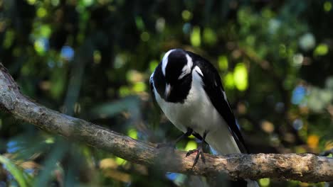 A-Magpie-Lark-is-perched-on-a-branch-near-a-pond-in-Australia-1