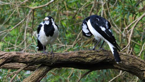 Two-Magpie-Larks-perched-on-a-branch-near-a-pond-in-Australia