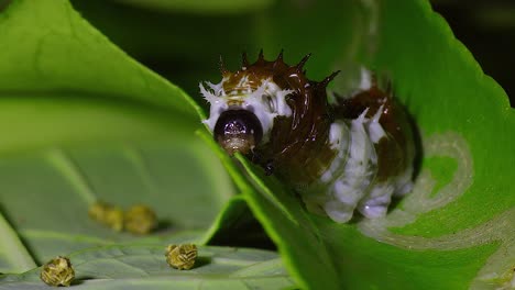 A-caterpillar-eats-a-lemon-tree-leaf-in-Australia