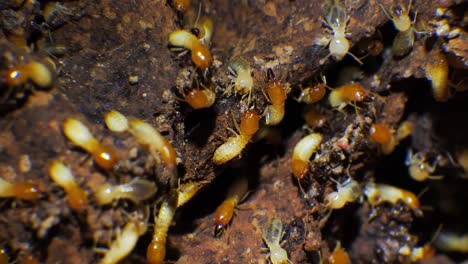 Extreme-close-up-of-a-busy-termite-nest
