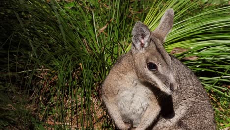 Close-up-of-a-wallaby-in-Australia