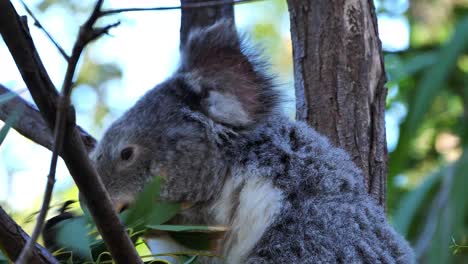 A-koala-bear-sits-in-a-eucalyptus-tree-in-Australia