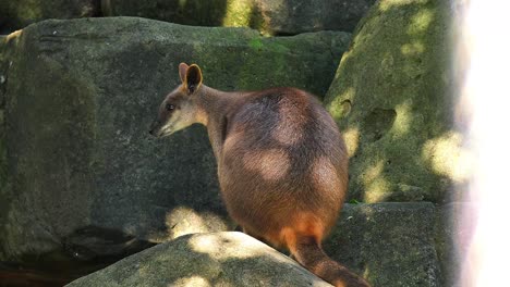 A-wallaby-kangaroo-sits-in-the-shade-in-Australia