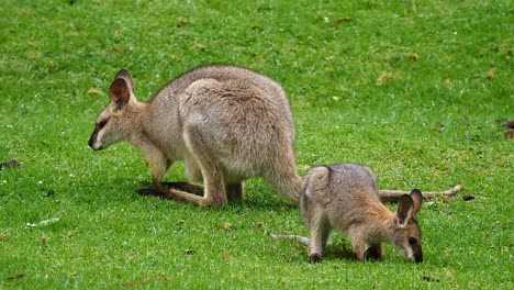 Wallaby-kangaroos-graze-in-a-field-in-Australia