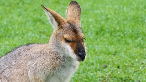 Wallaby-kangaroo-with-baby-joey-nursing-in-a-field-in-Australia