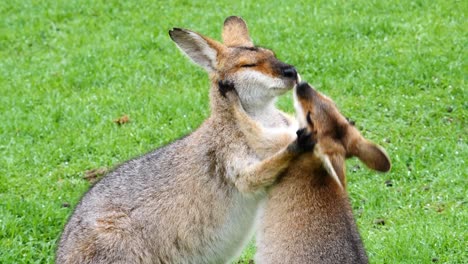 Wallaby-kangaroos-embrace-in-a-field-in-Australia