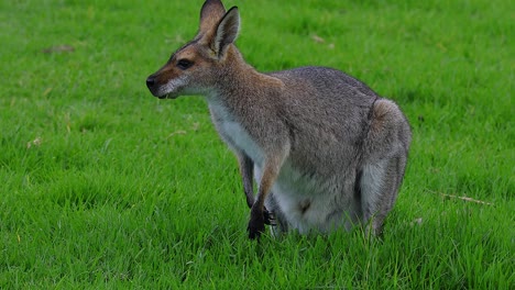 A-wallaby-kangaroo-sits-in-a-field-in-Australia-1