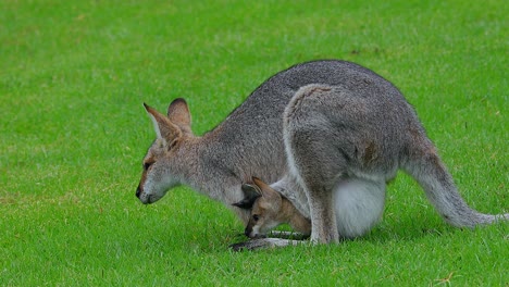 Wallaby-kangaroo-with-baby-joey-in-pouch-in-a-field-in-Australia-1