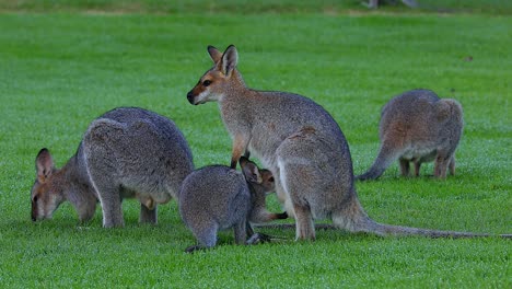 Wallaby-kangaroos-graze-in-a-field-in-Australia-1
